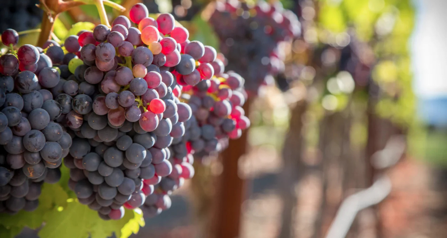 Understanding Tannins in Wine: From Grape to Glass