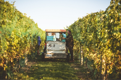 Ireland, Wine, & Farming: How Rove Estate Honors the Winegeese and Land Stewardship