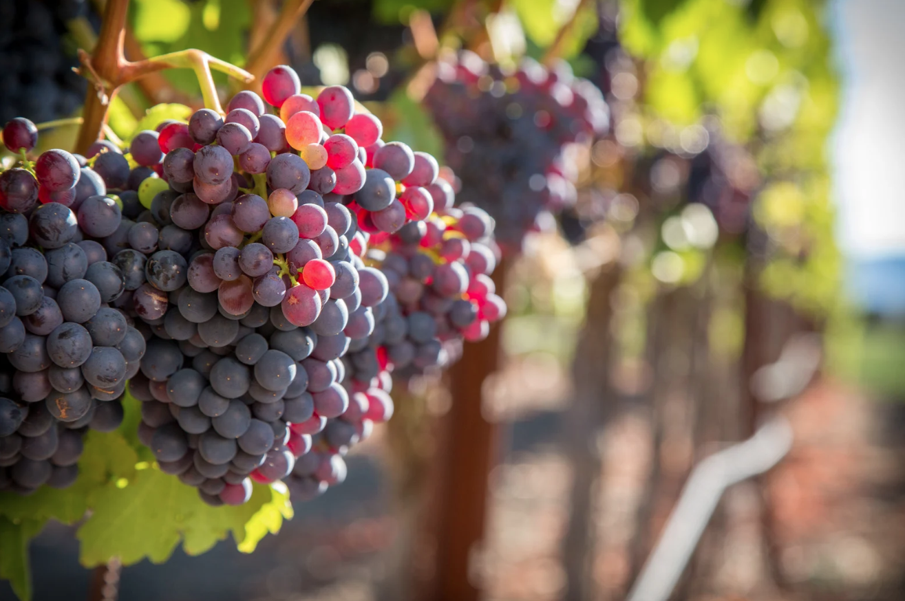 Understanding Tannins in Wine: From Grape to Glass