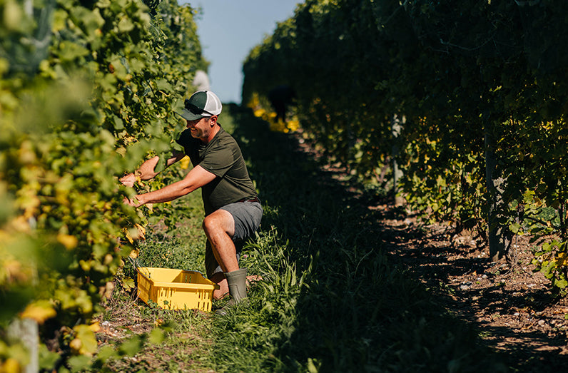 Rove Winery