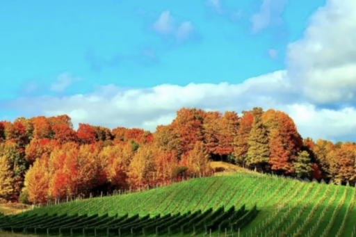 Wine Tasting Tips to Create the Best Fall Wine & Color Tour Experience