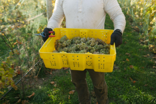 Rove Winery’s 2023 Wine Grape Harvest: Thriving from Tradition & Stewardship