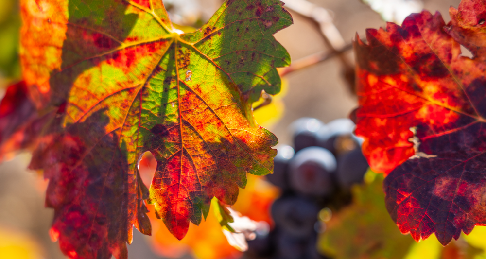 A Perfect Fall Escape: Wine & Autumn Adventures on the Leelanau Peninsula