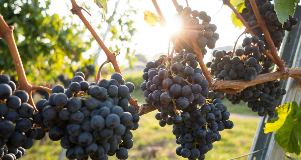 Exploring Leelanau Peninsula: The Gem of Michigan Wine Country