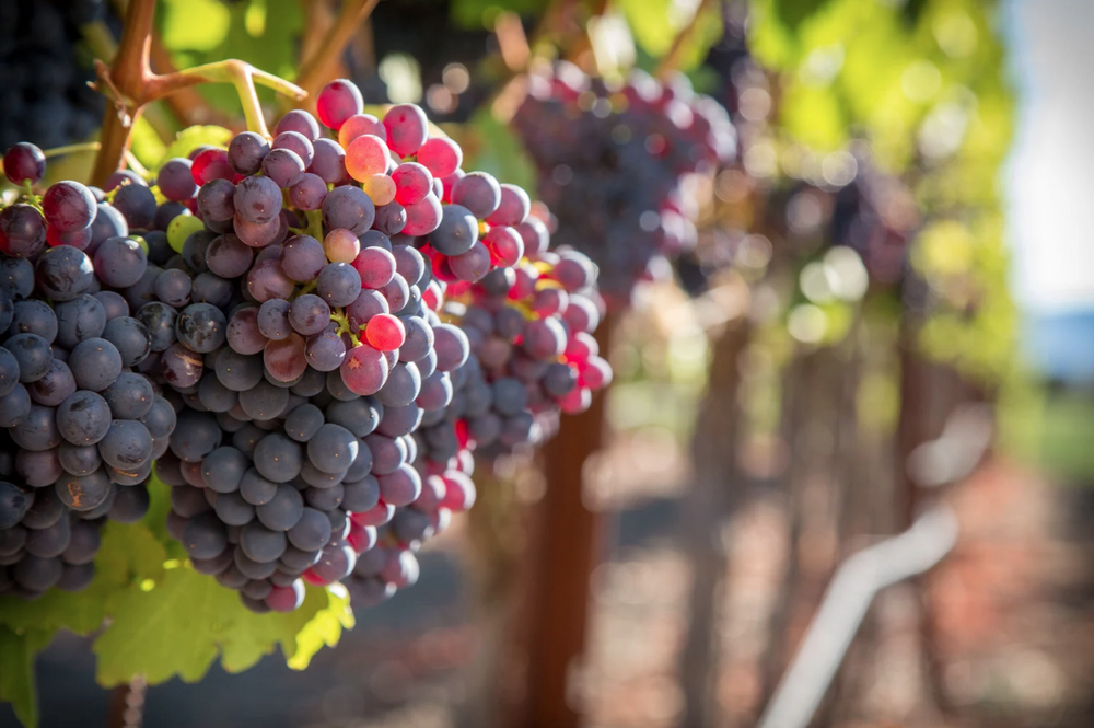 Understanding Tannins in Wine: From Grape to Glass