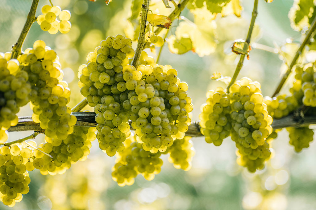 Immersive Harvest Vineyard Tour & Tasting